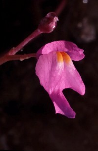 Deze mooie Utricularia myriocysta is volledig aquatisch en staat op de natste delen van de savannes © Foto Natura 2002