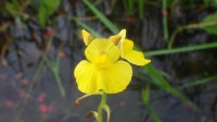 Utricularia foliosa is een volledig aquatische soort van de moerassige kustbossen, alleen zijn bloemen staan boven water © Benoit Villette