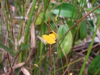 On the savannahs, only the small yellow flowers can help you find them © Renske Ek