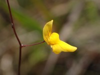 Utricularia subulata © Benoit Villette