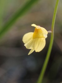 Utricularia hispida © Benoit Villette