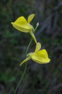 Utricularia juncea behoort tot de grootste soorten van Frans-Guyana; hij wordt ongeveer 50 cm hoog © Renske Ek