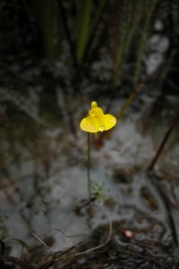 Utricularia nana © Benoit Villette