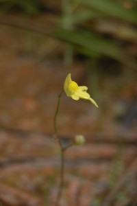 The small Utricularie pusilla is the most opportunistic; it is found for instance on the parking of the reserve © Renske Ek