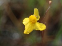 Yellow remains the dominant colour in the fowers of Utricularia © Benoit Villette