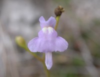 Utricularia viscosa, one of rare species without a yellow flower © Renske Ek