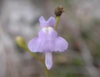 Utricularia viscosa is een van de weinige soorten zonder gele bloemen © Renske Ek