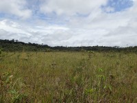 Les savanes Trésor abritent une dizaine d'espèce d'utriculaires © Benoit Villette