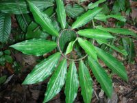 Costus claviger © RNR Trésor