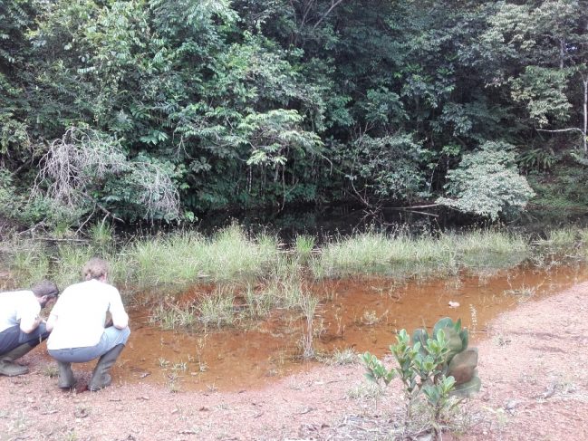 Inspection d'une mare de Guyane