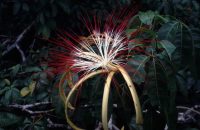 Fleurs de Pachira aquatica © photonatura