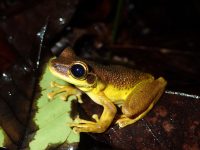 Un mâle d'Osteocephalus leprieuri © Benoît Villette