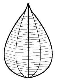 Schéma des nervures de feuilles de Melastomatacées