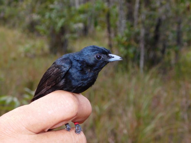 Le Manakin noir en main. Ici, on voit apparaitre une bague de couleur rouge sur sa patte © Jean-François Szpigel