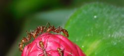 Été des spécialistes, sortie : le petit peuple des fourmis