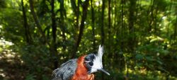 Les oiseaux à l’honneur