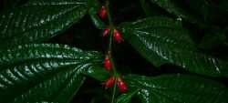 Été des spécialistes, sortie : botanique forestière, diversité des plantes et adaptation