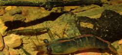 Mission scorpions, crevettes et analyse de la qualité de l’eau