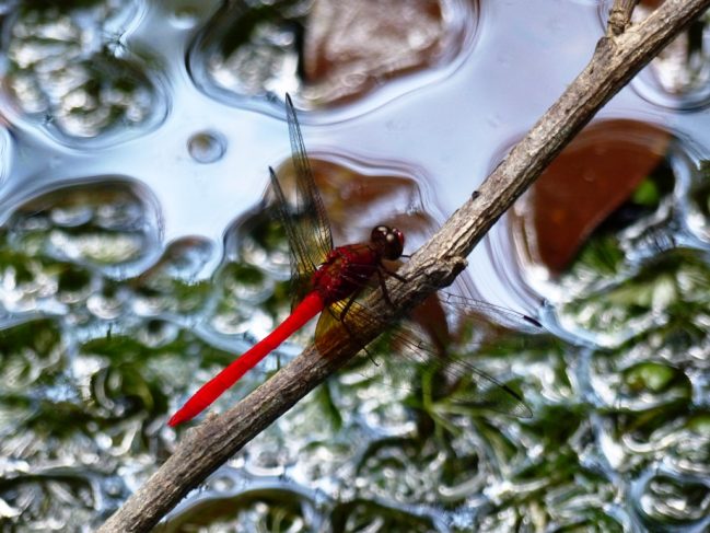 Rhodopygia cardinalis © JF.Szpigel