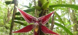 Été des spécialistes : sortie botanique