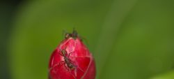 Été des spécialistes : sortie fourmis