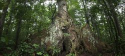 Été des spécialistes : sortie arbres