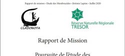 Nouveaux rapports membracides