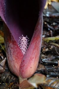 Fleur de Dracontium relevée pour voir l'intérieur © JF. Szpigel_Ass_Trésor