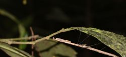 Été des spécialistes : sortie Mantes à la réserve Trésor