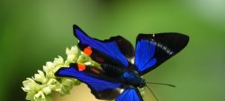 Été des spécialistes : sortie Papillons à la réserve Trésor