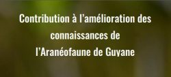 Les araignées à l’honneur
