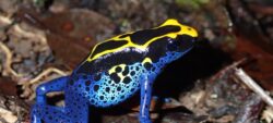 Nouvelle session pour le suivi des Amphibiens