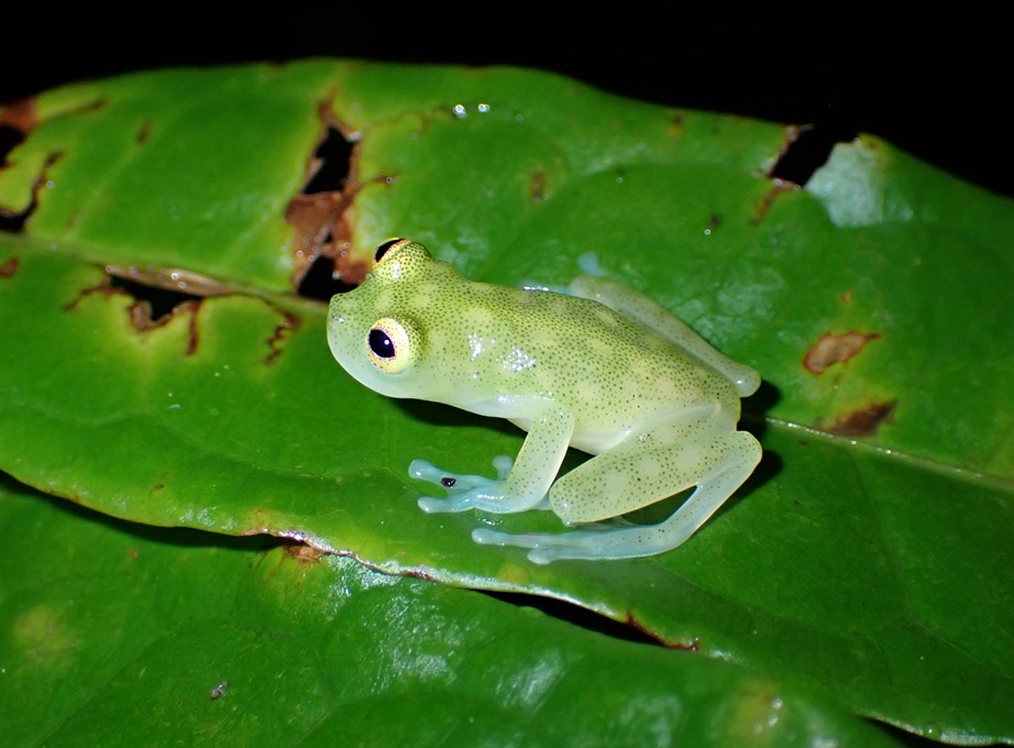 La grenouille de verre, véritable merveille de la nature