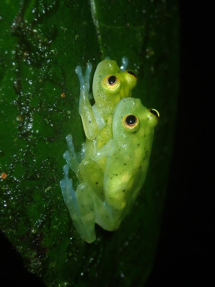 La grenouille de verre, véritable merveille de la nature