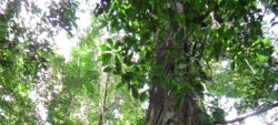 Été des spécialistes 2023: sortie arbre sur la réserve Trésor