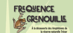 Fréquence grenouille 2024 – sortie nocturne