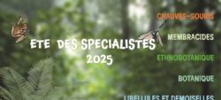 Été des spécialistes 2025