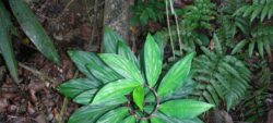 La flore du sous-bois