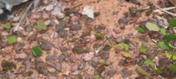 Les fourmis
