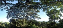 Les arbres de Guyane