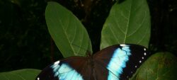 Les papillons