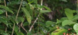 Ethnobotanique