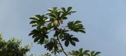La plante du mois