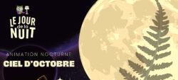 Animation nocturne
