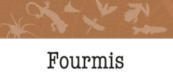 Livret fourmis