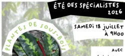 Flore du sous-bois