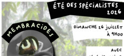 Membracides