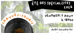 Chiroptères